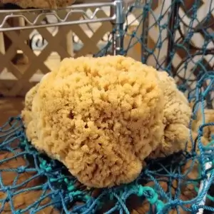natural sponge
